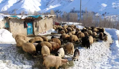 Bitlis’te Kış Zorlukları ve Hayvancılık