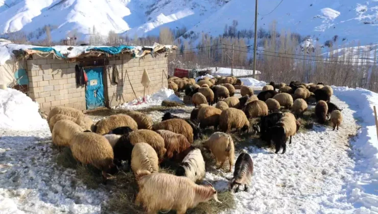 Bitlis’te Kış Zorlukları ve Hayvancılık