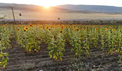 Sivas’a 903 Milyon TL Tarımsal Destek