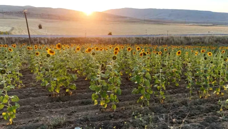 Sivas’a 903 Milyon TL Tarımsal Destek